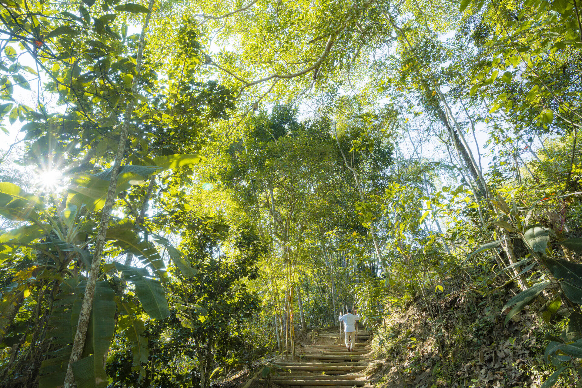 Bosque